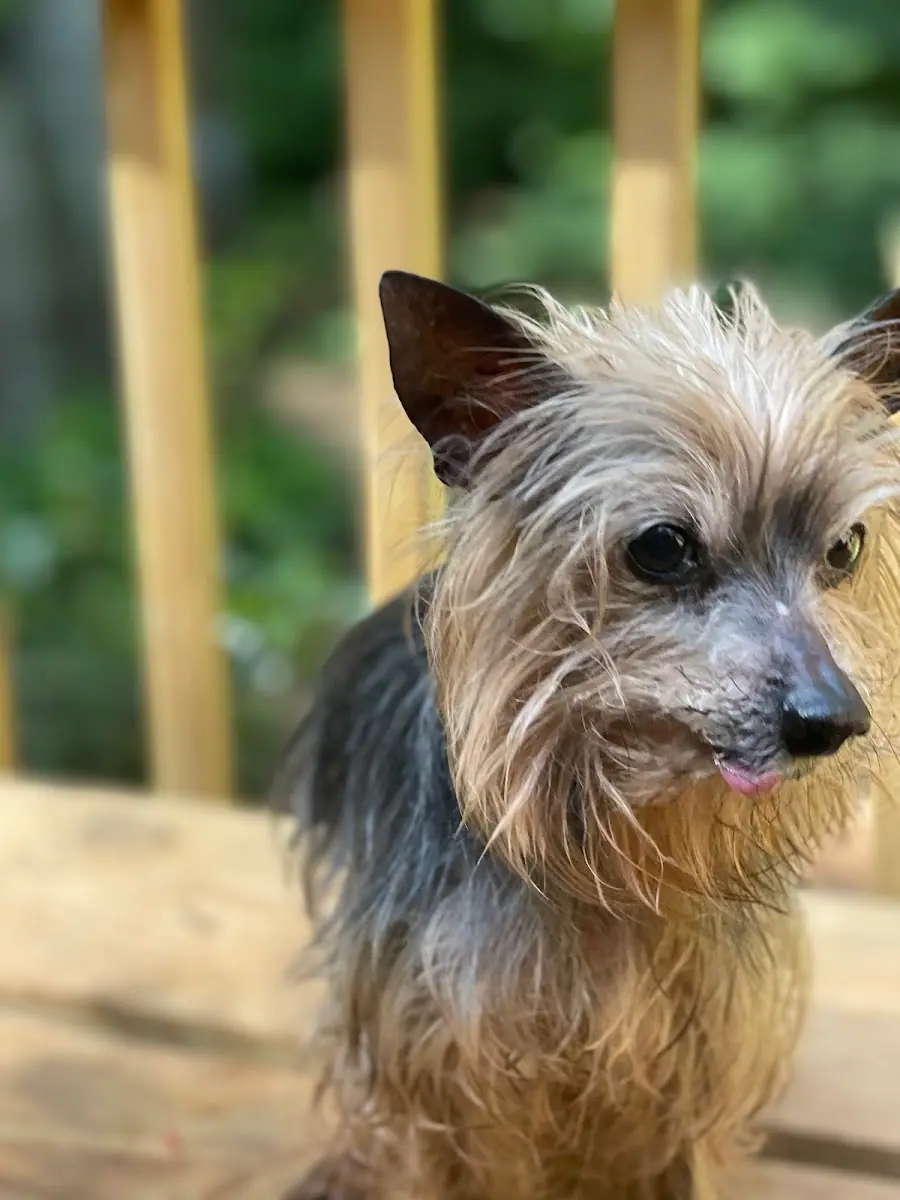 Wags n' Whiskers - In-Home Petsitting photo 4