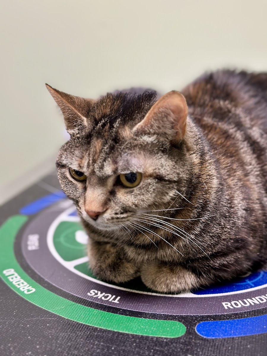 Winterville Animal Clinic photo 4