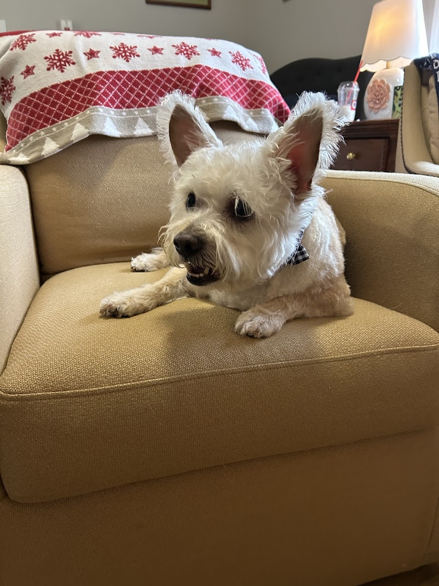 Woof Gang Bakery & Grooming Watkinsville photo 2