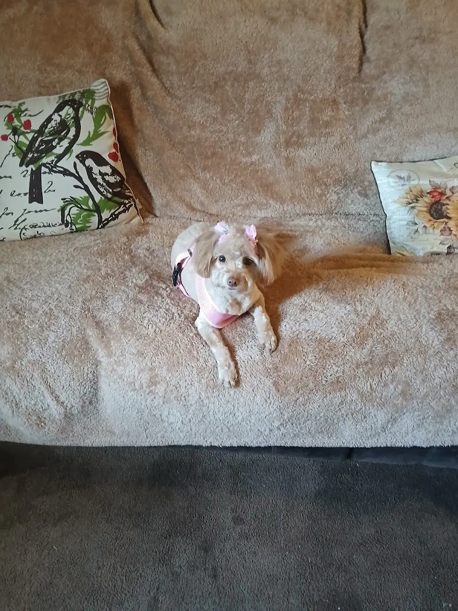 Woof Gang Bakery & Grooming Watkinsville photo 4